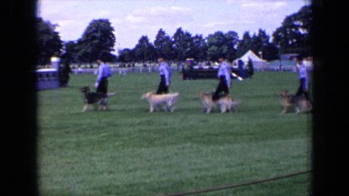 1963: men paired with dogs walk across grassy field in single file at event