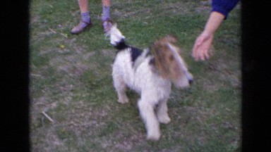 1963: small dog being caressed by some people sitting on ground ENGLAND