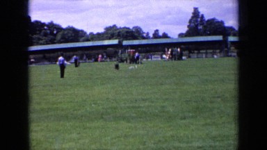 1963: people in large field with dogs who appear to be performing tasks ENGLAND