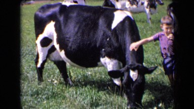 1963: boy standing near cow and eating FRANCE