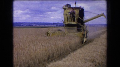 1963: combine harvester in action FRANCE