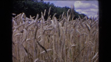 1963: view of tall wheat grass blowing in wind on nice sunny day. FRANCE