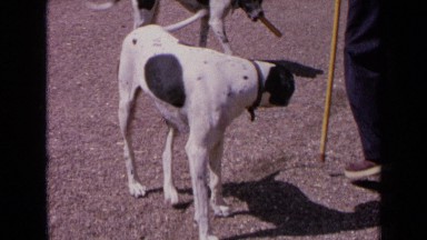 1963: group of dogs playing with their owner FRANCE