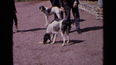 1963: shepard dogs and their trainers. FRANCE