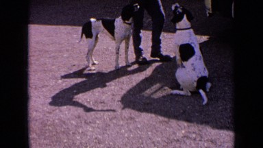 1963: two dogs playing with man on sunny day FRANCE