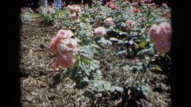 1961: People in Hats Stroll Past Blooming Flowers in Missouri Park Garden
