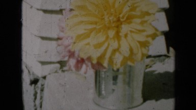 1961: Pink and Yellow Flowers in Vase Then Quick Look at Three Pigs in Farm Pen