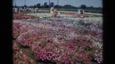 1961: Beautiful View of Flowers in Missouri