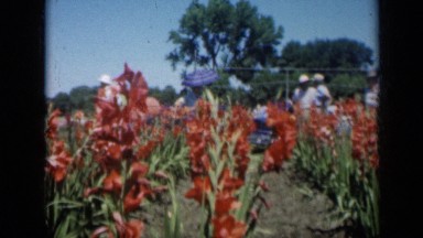 1961: Group of People Visiting and Enjoying Lovely Flowers Plantation Missouri