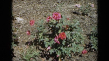 1961: gathering in garden MISSOURI