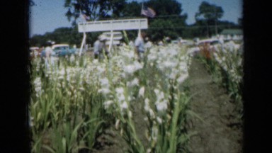 1961: white blossoms at park MISSOURI