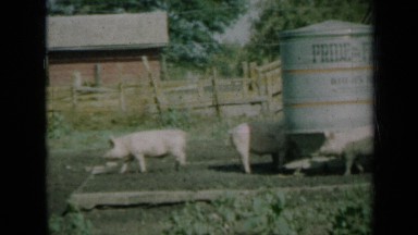 1961: there are some animals herding in place MISSOURI