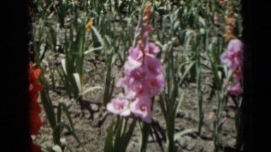 1961: flower farm in mid-day and is ready to harvest MISSOURI