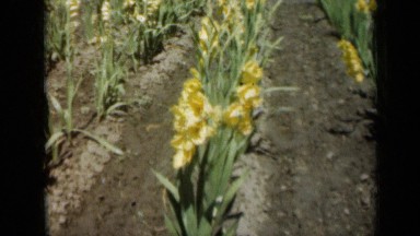 1961: flowers grow in rows as crop with most colored either yellow