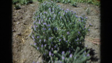 1961: various different flower types growing in wild. MISSOURI