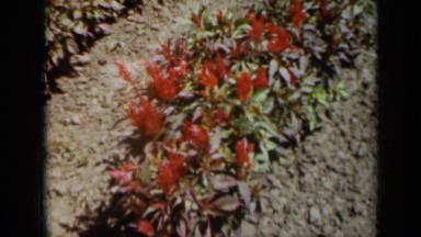 1961: separate garden's for some flowers could be developed MISSOURI