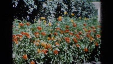 1961: two young girls hold hands while walking through flower garden. MISSOURI