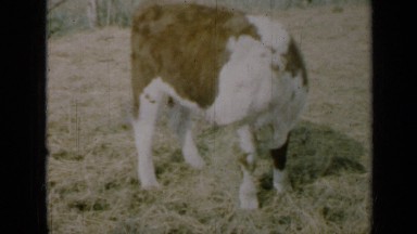 1961: tails of cows are dancing and mouth is chewing grass MISSOURI