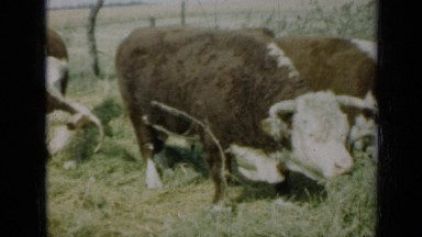 1961: herd of cattle grazing on hay. MISSOURI