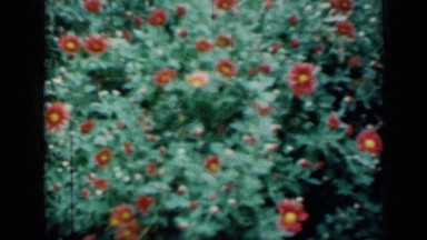 1961: three kids are talking in front of flower plant MISSOURI