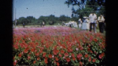 1961: lots of people admiring beauty of flower park MISSOURI