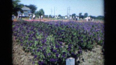 1961: shot of market garden MISSOURI