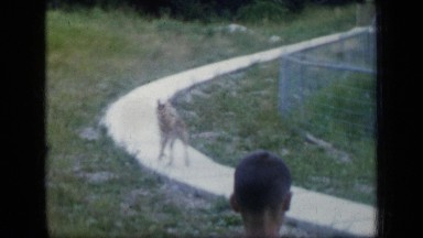 1957: the children and dog were playing NEW YORK
