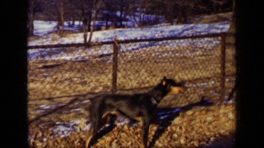 1948: barking dog in backyard with patches of snow on ground NEW YORK