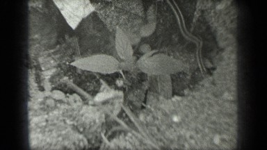 1939: nice view of snakes LONG LAKE CANADA
