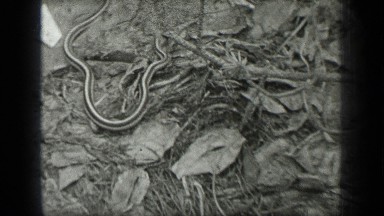 1939: black and white footage of striped snake and a large body of water.