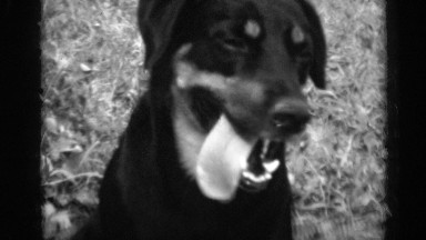 1947: this precious black dog is seen sitting in the grass while its tongue