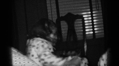 1950: affection the friendship NEW YORK