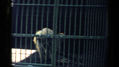 1957: a couple of monkeys that are playing in a cage, climbing up the cage