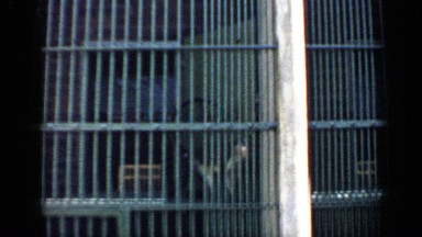 1957: some animals are inside the zoo and walking around their place to watch