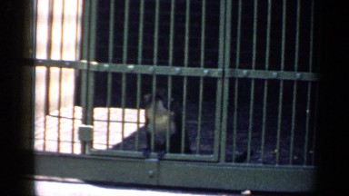 1957: the mischief monkeys are captured and put in their cage CHICAGO