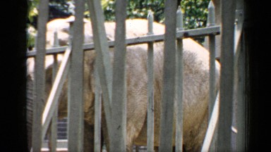 1957: elephant watching its visitors from behind a zoo enclosure. CHICAGO