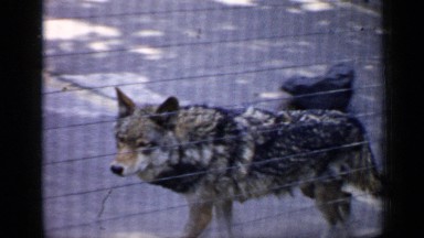 1957: a big snow dog is seen running near the fence next to another dog CHICAGO