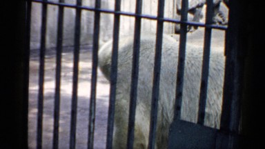 1957: a polar bear in a zoo enclosure smells outside its bars as birds scurry