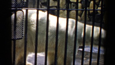 1957: animal in the cage CHICAGO