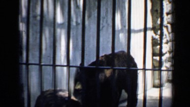 1957: cute activities of bears CHICAGO
