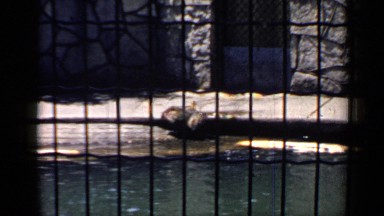 1957: video of the beavers sitting by the water in the zoo CHICAGO