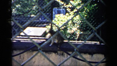1957: in zoo,a animal was sitting in the wall and watching CHICAGO