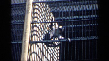 1957: a monkey raising on grill gate and calling another animal for rescue