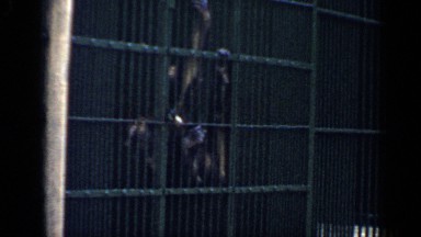 1957: monkeys in a large enclosure or cage, climbing on the bars