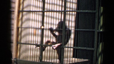 1957: monkeys hang out at the edge of their cages. CHICAGO