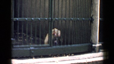 1957: a monkey in a zoo CHICAGO