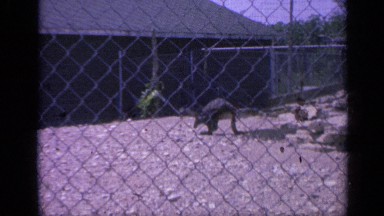 1959: observing a kangaroo in captivity, fenced in and moving slow