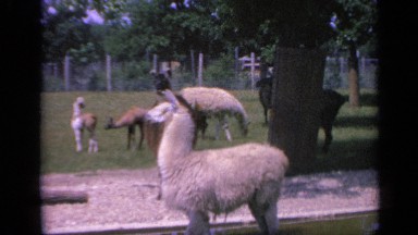1959: a view of a group of llamas COLORADO