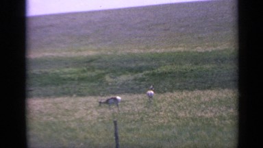 1959: deer grazing on the grass in a meadow on the side of a hill COLORADO