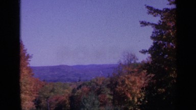 1959: flowers are grows and shining in the trees during morning COLORADO